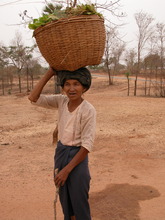 Transport - From Garden to Home