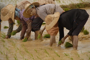 Worm fertilizer will make the water safer