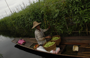 Help Environmental Farming in Myanmar