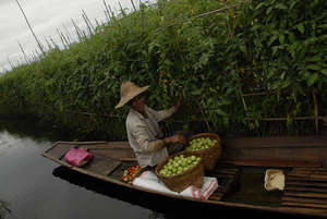 Help Environmental Farming in Myanmar