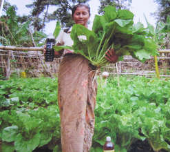 Showing the Fertilizer Containers and the Crops