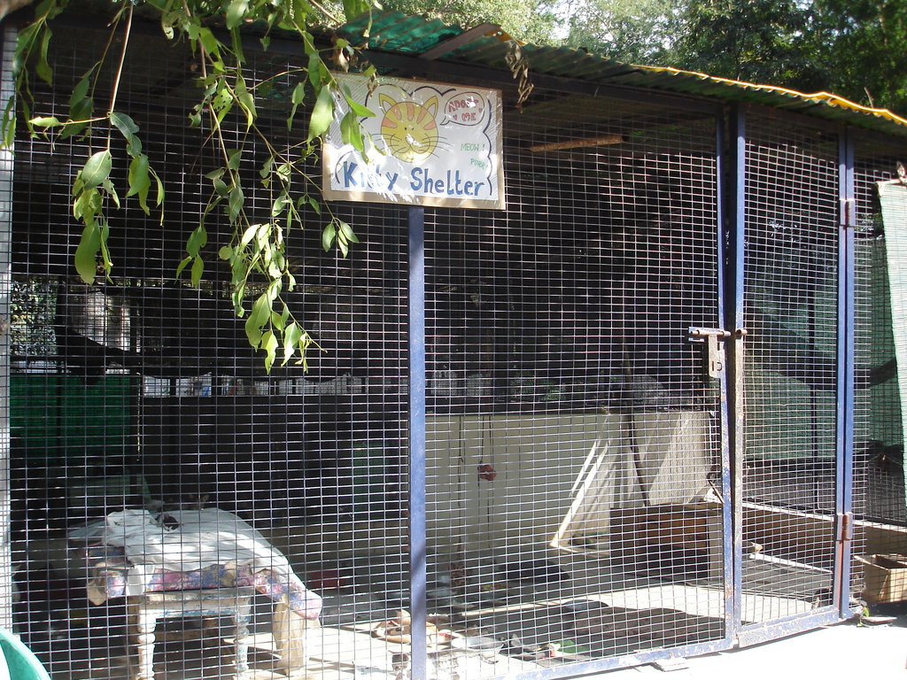 Build a cattery for 300 abandoned cats and kittens