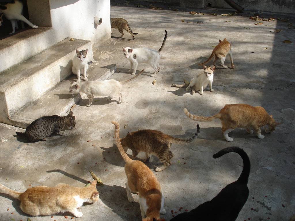 Build a cattery for 300 abandoned cats and kittens