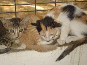 Kittens in the shelter