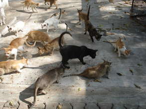 Our cats
