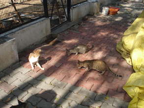 Our cats again