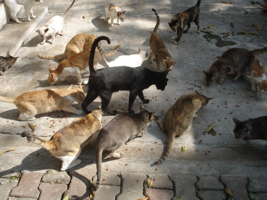Build a cattery for 300 abandoned cats and kittens