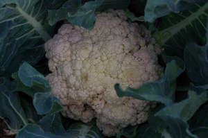 Healthy head of cauliflower!