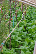 Leafy greens - great source of vitamins
