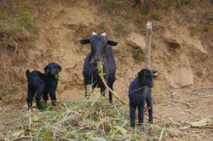 A mother goat and her kids
