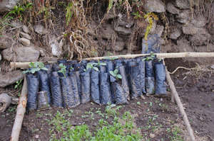 These seedlings are ready to be planted