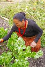 Harvesting some healthy greens