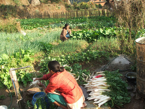 Women harvesting food from their garden