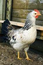 Poultry farming