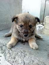 another one of the puppies you helped