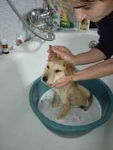 bilbo getting a bath