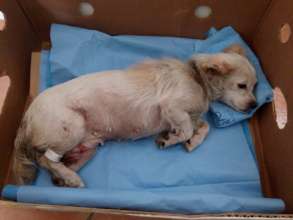 Breezy had a fractured pelvis