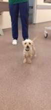 Fibel with a waggly tail