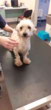 Fibel receiving treatment and love