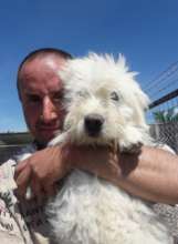 Marius and one of his dogs