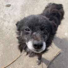 Elderly dog from Odessa Ukraine