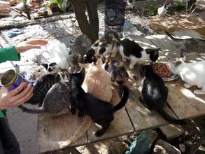 the kitties in Mihaela's foster
