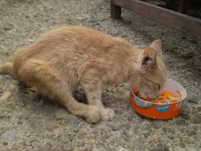 kitty receives food