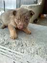 one of the puppies your donation helped