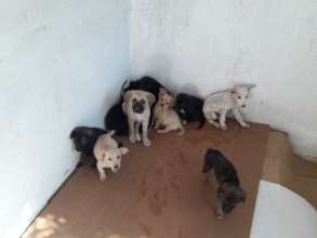 abandoned puppies taken into the shelter