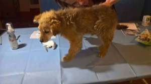 Bilbo treated for parvo