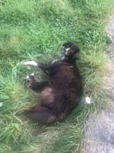 Black Tulip, dumped again