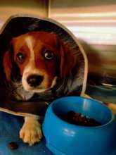 Chocolate gets a meal following his second surgery