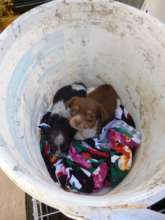 puppies dumped in bucket at shelter