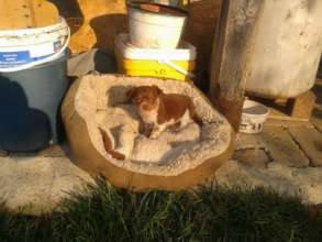 sibling dumped puppy now at happy paws