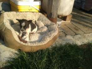 dumped bucket puppy now at happy paws