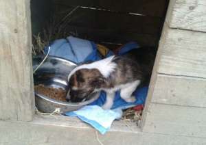 Daisy, having been treated following car accident