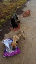 food for RO puppies on field.jpg