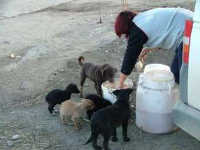feeding dogs in Moreni