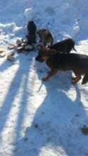feeding strays