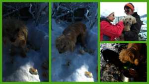 food for stray Jan 2016.jpg