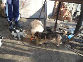 kitties and pup at foster care