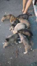puppies who are abandoned