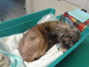 Hip surgery was done on this poor pup