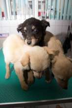 puppies brought into the clinic starving