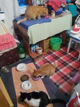 kitties in foster getting food