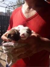 Rescued puppies found in garbage bin