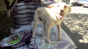 Happy girl gets her food shipment