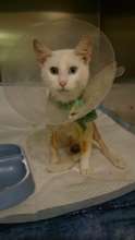 Mia after surgery
