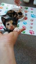 Molly and Cleo