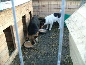 food at Happy Paws!